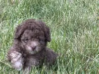Hazel’s male 2, a male Poodle - Miniature  for sale in Gladwin, MI – 3 of 3