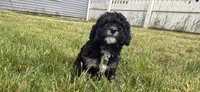 Hazel’s girl 3, a female Poodle - Miniature  for sale in Gladwin, MI – 2 of 4