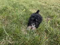 Hazel’s girl 3, a female Poodle - Miniature  for sale in Gladwin, MI – 4 of 4