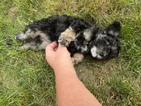 Hazel’s girl 3, a female Poodle - Miniature  for sale in Gladwin, MI – 3 of 4