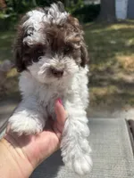 Hazel’s boy 1, a male Poodle - Miniature  for sale in Gladwin, MI – 4 of 4