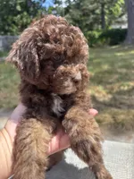 Hazel’s girl 2, a female Poodle - Miniature  for sale in Gladwin, MI – 3 of 4