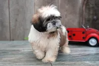 Stoney, a male Shih Tzu for sale in West Plains, MO – Photo 2 of 4