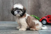 Stoney, a male Shih Tzu for sale in West Plains, MO – Photo 1 of 4