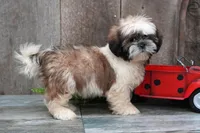 Stoney, a male Shih Tzu for sale in West Plains, MO – Photo 3 of 4