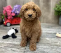 Riley, a female Miniature Goldendoodle for sale in West Plains, MO – Photo 5 of 7