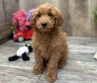 Riley, a female Miniature Goldendoodle for sale in West Plains, MO – Photo 4 of 7