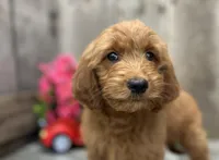 Riley, a female Miniature Goldendoodle for sale in West Plains, MO – Photo 3 of 7