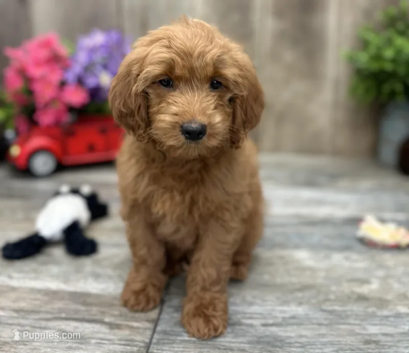Riley – Miniature Goldendoodle puppy for sale in West Plains, MO