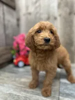 Riley, a female Miniature Goldendoodle for sale in West Plains, MO – Photo 6 of 7