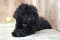 Starry, a female Miniature Goldendoodle for sale in West Plains, MO – Photo 1 of 3