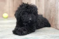 Starry, a female Miniature Goldendoodle for sale in West Plains, MO – Photo 2 of 3