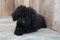 Starry, a female Miniature Goldendoodle for sale in West Plains, MO – Photo 3 of 3