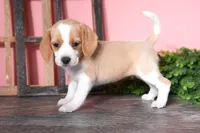 Truffle, a female Beagle for sale in West Plains, MO – Photo 4 of 4