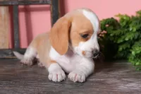 Truffle, a female Beagle for sale in West Plains, MO – Photo 1 of 4