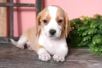 Truffle, a female Beagle for sale in West Plains, MO – Photo 3 of 4