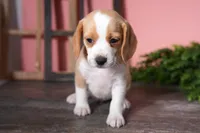 Truffle, a female Beagle for sale in West Plains, MO – Photo 2 of 4