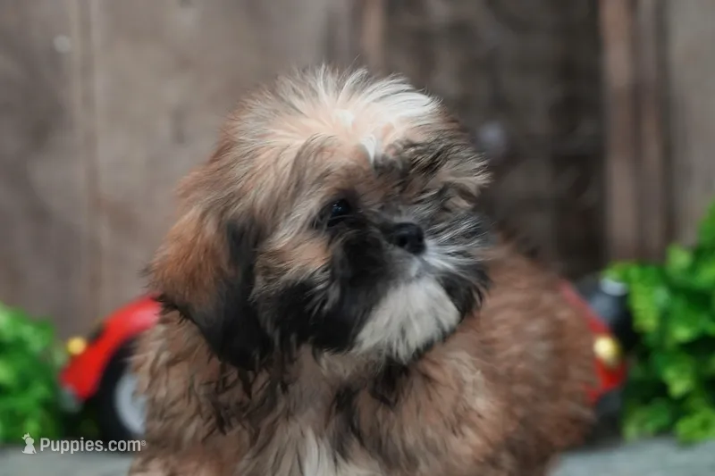 Shawn, a male Shih Tzu for sale in West Plains, MO – Photo 1 of 4