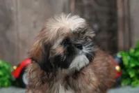 Shawn, a male Shih Tzu for sale in West Plains, MO – Photo 1 of 4