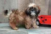 Shawn, a male Shih Tzu for sale in West Plains, MO – Photo 2 of 4