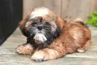 Shawn, a male Shih Tzu for sale in West Plains, MO – Photo 3 of 4