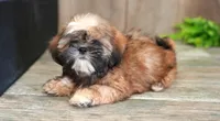 Shawn, a male Shih Tzu for sale in West Plains, MO – Photo 4 of 4