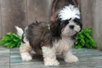 Stanley, a male Shih Tzu for sale in West Plains, MO – Photo 3 of 5