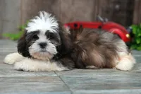 Stanley, a male Shih Tzu for sale in West Plains, MO – Photo 4 of 5