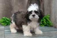 Stanley, a male Shih Tzu for sale in West Plains, MO – Photo 2 of 5
