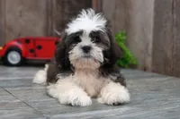 Stanley, a male Shih Tzu for sale in West Plains, MO – Photo 1 of 5