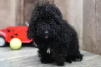 Venus, a female Miniature Goldendoodle for sale in West Plains, MO – Photo 3 of 7