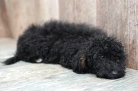 Venus, a female Miniature Goldendoodle for sale in West Plains, MO – Photo 4 of 7