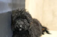 Venus, a female Miniature Goldendoodle for sale in West Plains, MO – Photo 1 of 7