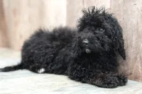 Venus, a female Miniature Goldendoodle for sale in West Plains, MO – Photo 5 of 7