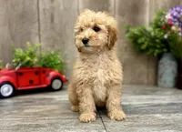 Rose, a male Miniature Goldendoodle for sale in West Plains, MO – Photo 3 of 7