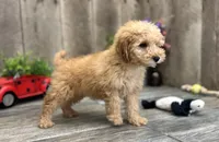 Rose, a male Miniature Goldendoodle for sale in West Plains, MO – Photo 7 of 7