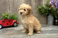 Rose, a male Miniature Goldendoodle for sale in West Plains, MO – Photo 2 of 7