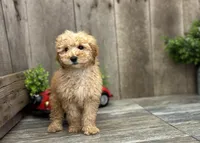 Rose, a male Miniature Goldendoodle for sale in West Plains, MO – Photo 4 of 7