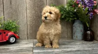 Rose, a male Miniature Goldendoodle for sale in West Plains, MO – Photo 5 of 7