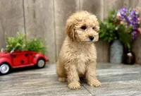 Rose, a male Miniature Goldendoodle for sale in West Plains, MO – Photo 6 of 7
