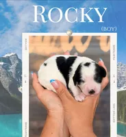 Rocky, a male Cavapoo for sale in Houston, TX – 4 of 4