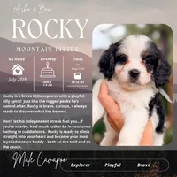 Rocky, a male Cavapoo for sale in Houston, TX – 2 of 4