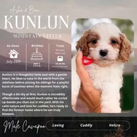 KunLun, a male Cavapoo for sale in Houston, TX – 2 of 4