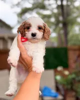 KunLun, a male Cavapoo for sale in Houston, TX – 1 of 4