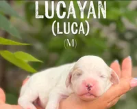 Lucayan, a male Cavapoo for sale in Houston, TX – 4 of 4