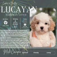Lucayan, a male Cavapoo for sale in Houston, TX – 2 of 4