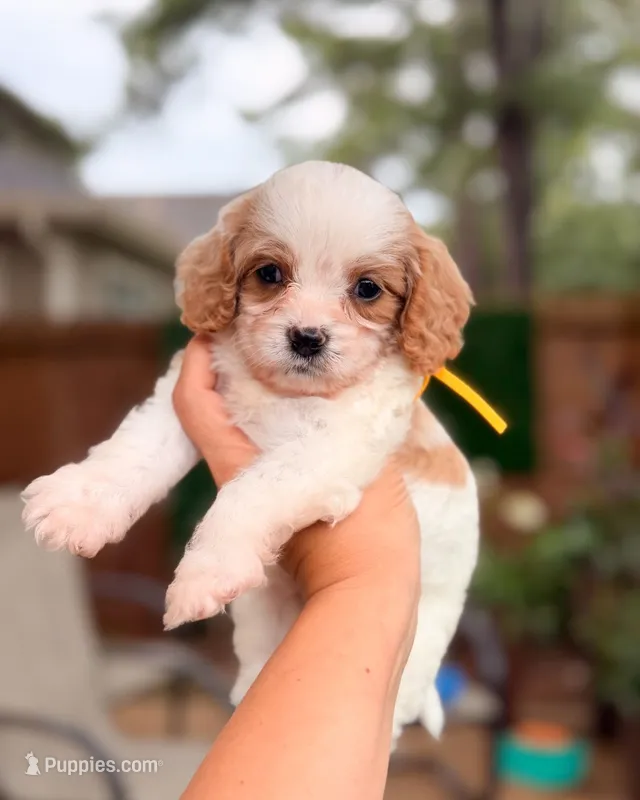 Lemhi – Cavapoo puppy for sale in Houston, TX