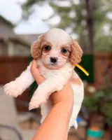 Lemhi, a male Cavapoo for sale in Houston, TX – 1 of 4