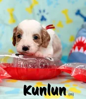KunLun, a male Cavapoo for sale in Houston, TX – 3 of 4