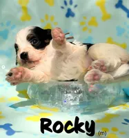 Rocky, a male Cavapoo for sale in Houston, TX – 3 of 4